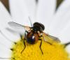 Cistogaster globosa